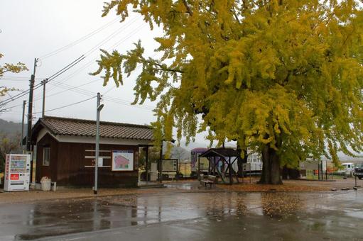 北条鉄道、網引駅前の大イチョウ 北条鉄道,網引駅,駅の写真素材