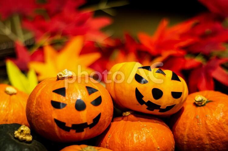 紅葉とたくさんのミニカボチャとジャックオーランタン ミニかぼちゃ,赤い坊ちゃん,ハロウィンの写真素材