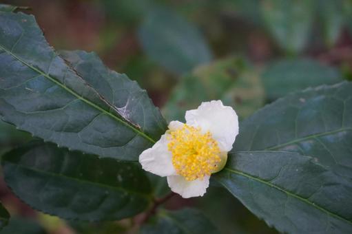 茶の花 茶,チャノキ,秋の写真素材