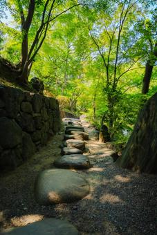 Photo, wakayama, wakayama city, plant, 