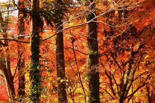 Burning autumn, JPG Burning autumn, autumn leaves, yellow leaves, red, JPG
