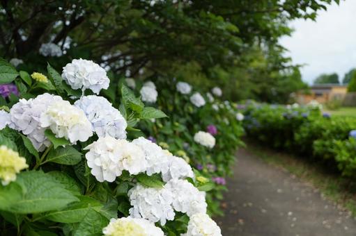 アジサイの小道 アジサイ,紫陽花,白いアジサイの写真素材