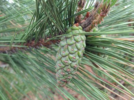 Blue pine cone, JPG Blue pine cone, JPG