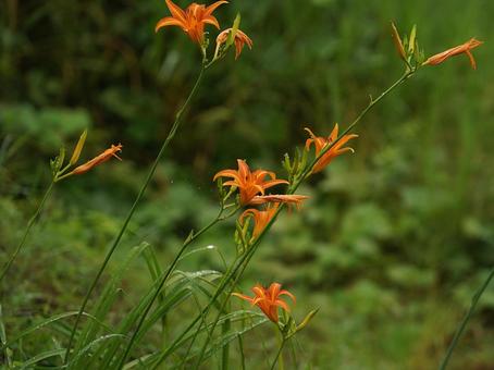 野に咲く百合の花 野に咲く百合の花の写真