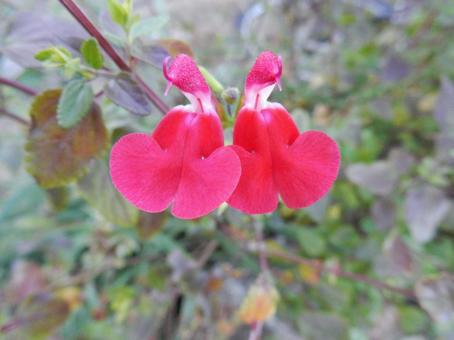 【花の写真】チェリーセージ チェリーセージ,植物,花の写真素材