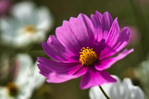 ぴんく色のコスモス 花,植物,グラデーションの写真素材