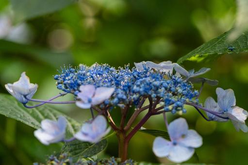Tsumanogou Hydrangea Garden, JPG