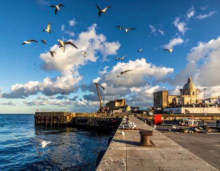 カモメの飛ぶ漁港の写真