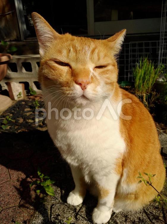 猫 猫,ねこ,ネコの写真素材