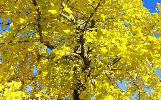 晩秋のイチョウ葉の紅葉 晩秋のイチョウ葉の紅葉 イチョウ,イチョウ葉,紅葉の写真素材