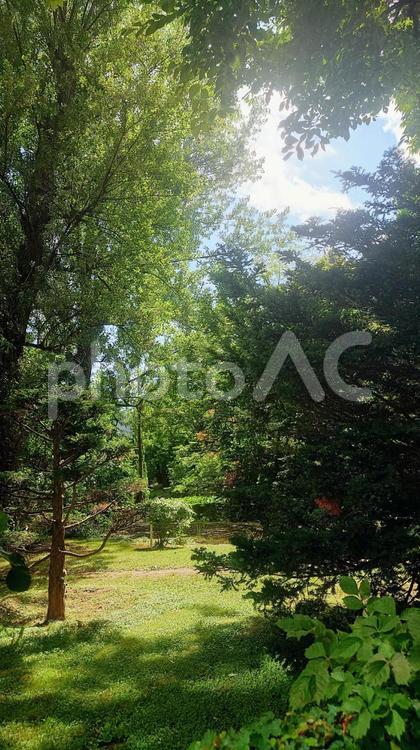 木漏れ日 木,木漏れ日,景色の写真素材