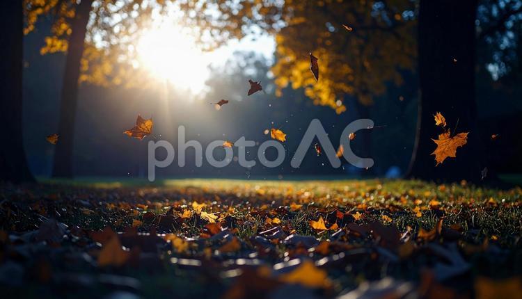 秋の情景　落ち葉と木漏れ日 秋,紅葉,落ち葉の写真素材
