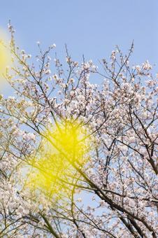 桜と菜の花の写真