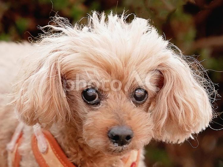 ワンコの顔（トイプードル） 犬,トイプードル,トイプーの写真素材