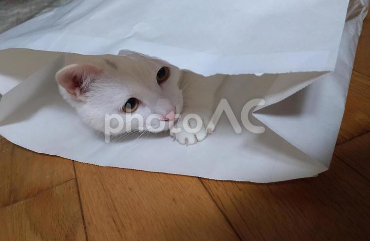 白猫　紙袋入り　かわいい 猫,白猫,紙袋の写真素材