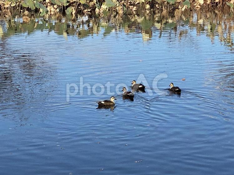 公園の池を泳ぐカモ カモ,鴨,かもの写真素材