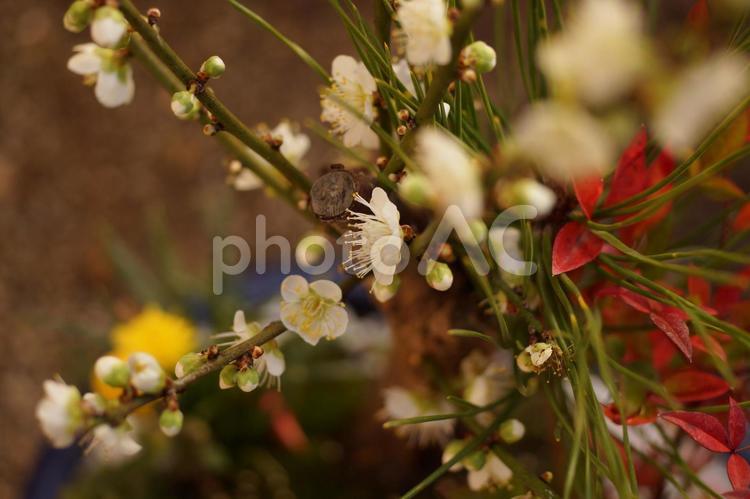 盆栽の白梅 梅,梅の花,花の写真素材