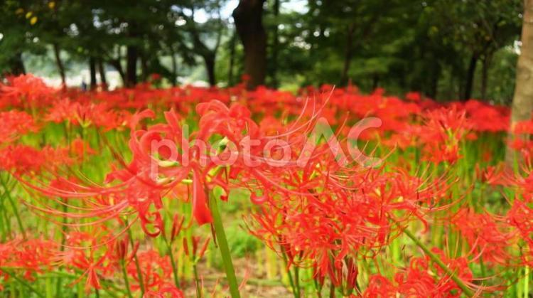 巾着田曼殊沙華まつり 巾着田,曼珠沙華,彼岸花の写真素材