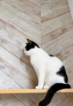 猫と壁 猫と壁の写真