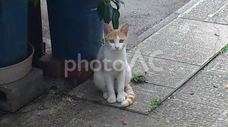 街角の猫 猫,警戒,街角の写真素材