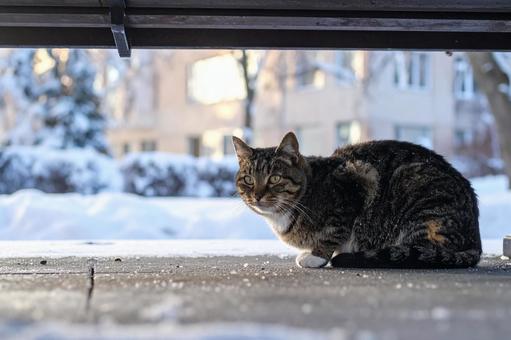 寒さに耐える猫 寒さに耐える猫の写真