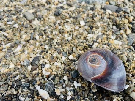 渦模様が美しい貝殻と砂浜 渦模様が美しい貝殻と砂浜 貝殻,砂浜,海辺の写真素材