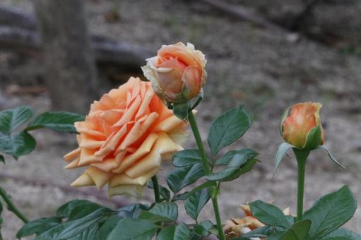 秋の薔薇 秋の薔薇の写真