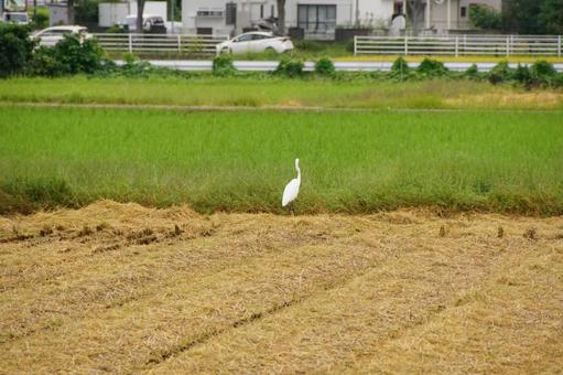 田んぼにいるサギ 田んぼにいるサギ 田,サギ,水田の写真素材