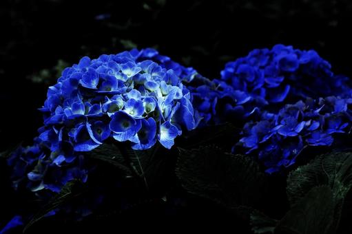 Flower pattern - Hydrangea - Dark image, flower, hydrangea, blue hydrangea, JPG