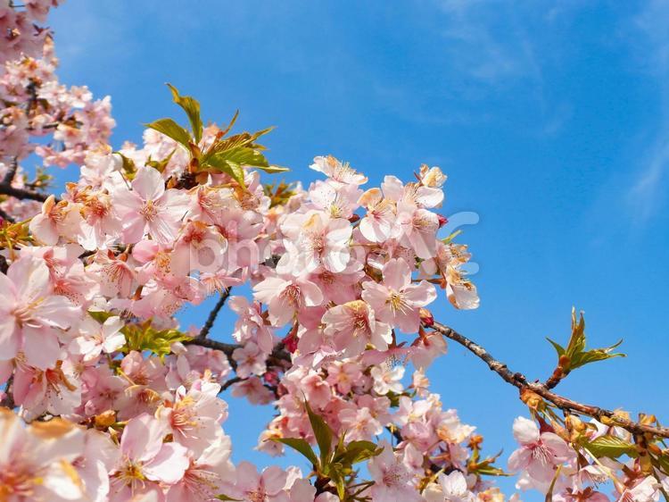 春イメージ〜満開の河津桜のアップ 河津桜,カワヅザクラ,春イメージの写真素材
