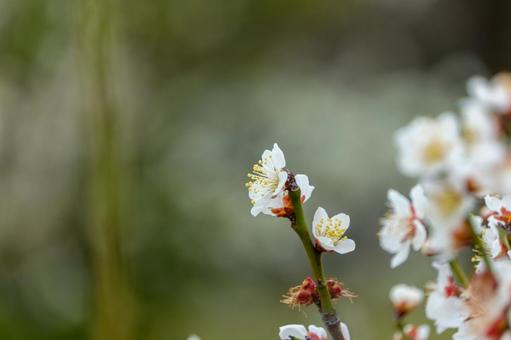 淡く咲く梅の花と柔らかな背景 淡く咲く梅の花と柔らかな背景の写真