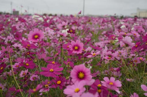コスモス(安城市赤松町) コスモス(安城市赤松町)の写真