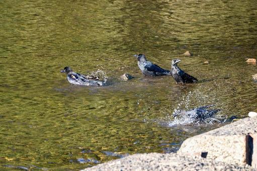 カラスの水浴び⑶ カラスの水浴び⑶の写真