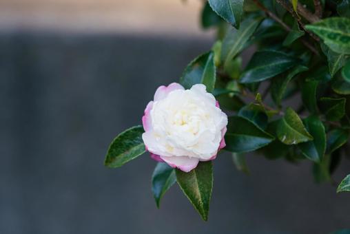 ひっそりと咲く可憐な朝倉山茶花 ひっそりと咲く可憐な朝倉山茶花の写真