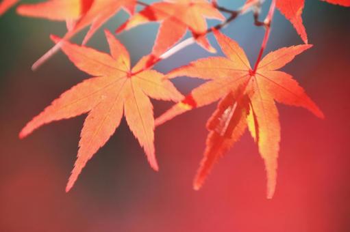 色づく紅葉 色づく紅葉の写真