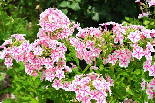フロックスの花 フロックスの花の写真