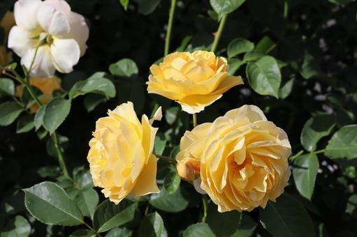 バラ園にて黄色い薔薇を撮った写真です バラ園にて黄色い薔薇を撮った写真ですの写真
