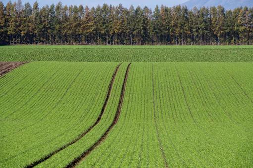 鮮やかな緑の畝が地平線に向かって伸びる畑 カラマツ,畑,緑の写真素材