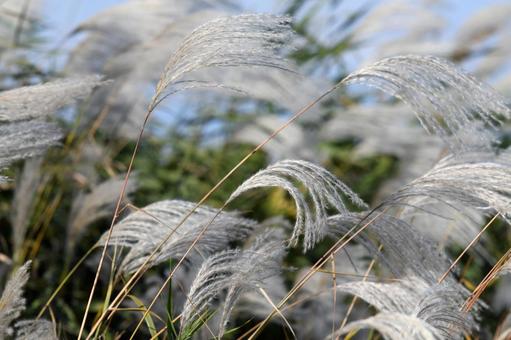 風になびくススキ ススキ,風,なびくの写真素材