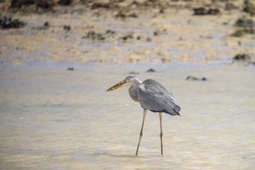 Photo, hawthorn, a heron, bird, 