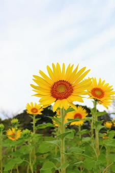白い雲が覆う空 ひまわり 白い雲が覆う空 ひまわりの写真