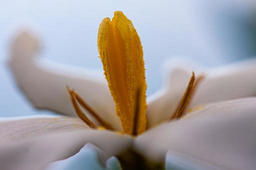 白い花びらのクチナシ 白い花びらのクチナシ クチナシ,梔子,山梔子の写真素材