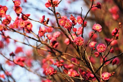Plum (Yaekankou), JPG Plum (Yaekankou), JPG