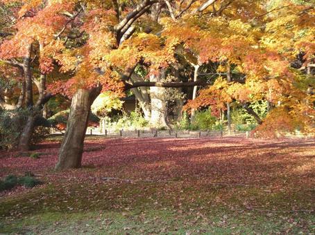 紅葉・黄葉 壁紙 紅葉・黄葉 壁紙の写真