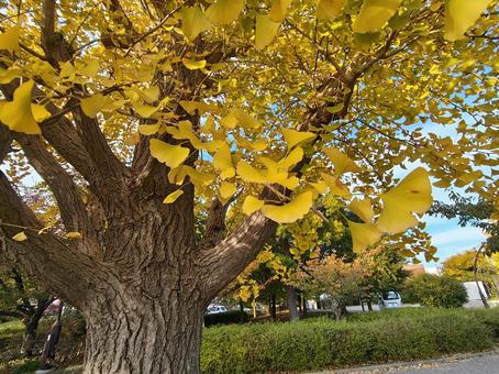 イチョウ近影 木,自然,秋の写真素材
