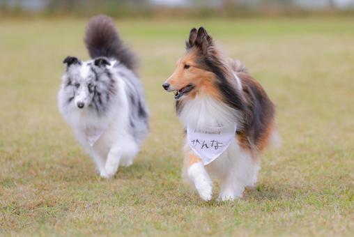 シェルティ 犬,シェルティ,ペットの写真素材