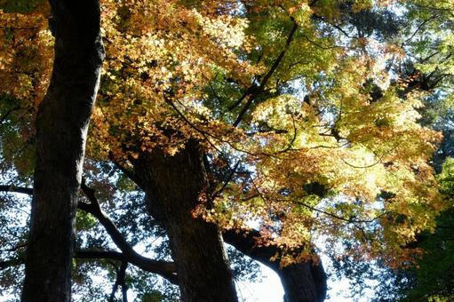 紅葉した鮮やかな木 紅葉した鮮やかな木の写真