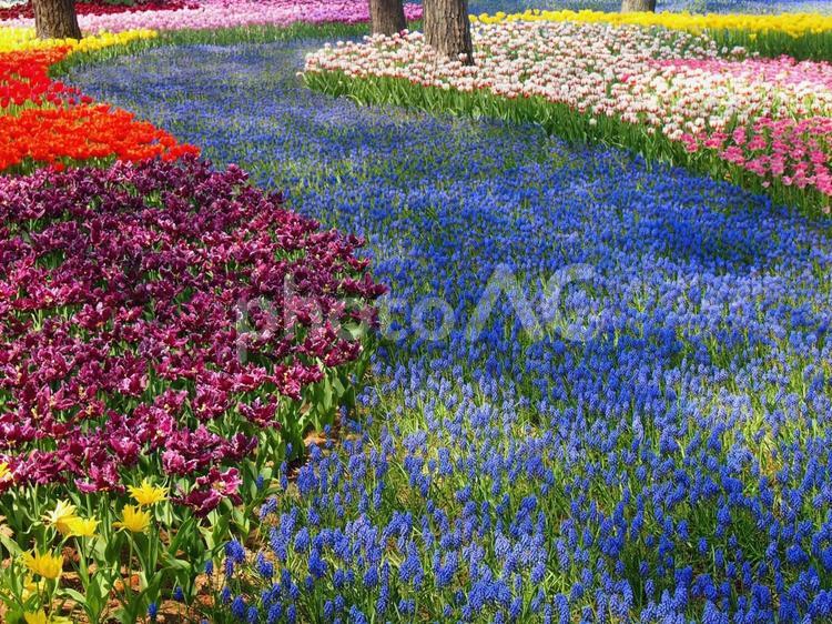 ひたちなか海浜公園の庭園 カラフル,花,春の写真素材