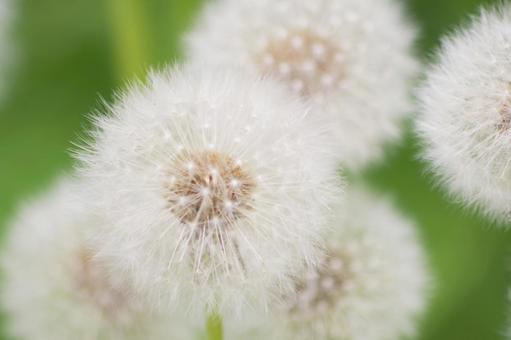 dandelion, JPG dandelion, JPG