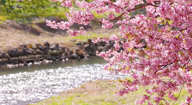 春の小川 さくら,桜,川辺の写真素材